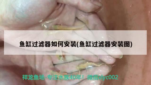 魚缸過濾器如何安裝(魚缸過濾器安裝圖)