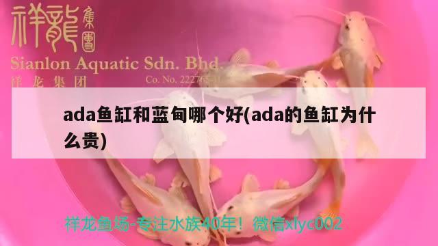 ada魚(yú)缸和藍(lán)甸哪個(gè)好(ada的魚(yú)缸為什么貴) 其他益生菌