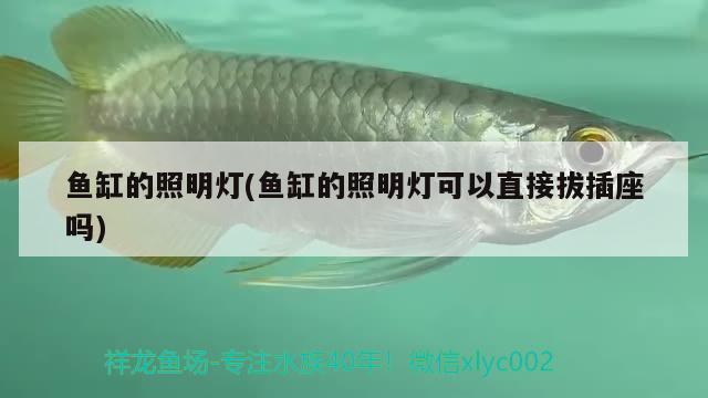 豐縣梁寨鎮(zhèn)佳佳水族用品店 水族用品 第3張