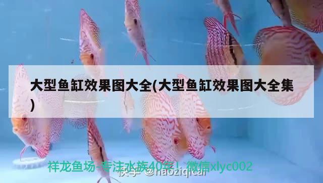 大型魚缸效果圖大全(大型魚缸效果圖大全集) 黃金眼鏡蛇雷龍魚