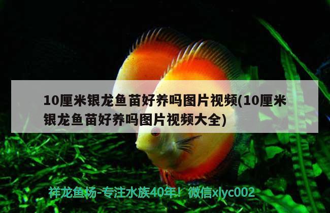 10厘米銀龍魚苗好養(yǎng)嗎圖片視頻(10厘米銀龍魚苗好養(yǎng)嗎圖片視頻大全) 銀龍魚