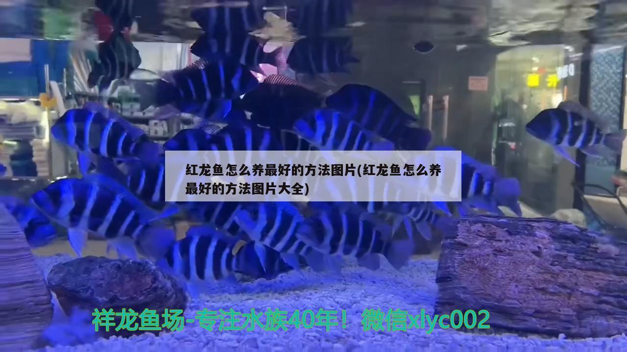 紅龍魚怎么養(yǎng)最好的方法圖片(紅龍魚怎么養(yǎng)最好的方法圖片大全) 白條過背金龍魚