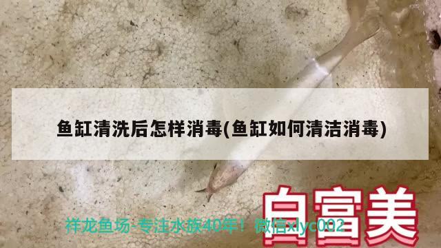 魚缸清洗后怎樣消毒(魚缸如何清潔消毒)