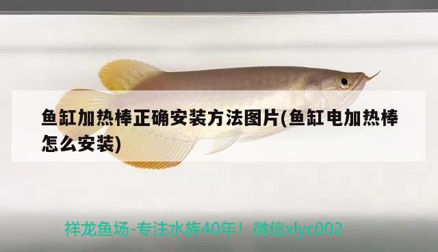 魚缸加熱棒正確安裝方法圖片(魚缸電加熱棒怎么安裝)