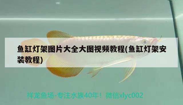 魚缸燈架圖片大全大圖視頻教程(魚缸燈架安裝教程) 黃金河虎魚