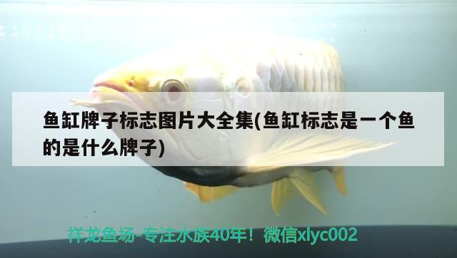 魚缸牌子標(biāo)志圖片大全集(魚缸標(biāo)志是一個(gè)魚的是什么牌子) 斑馬狗頭魚