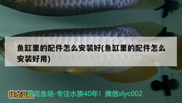 寧波水族館高手們什么銀龍最漂亮 朱巴利魚苗 第1張