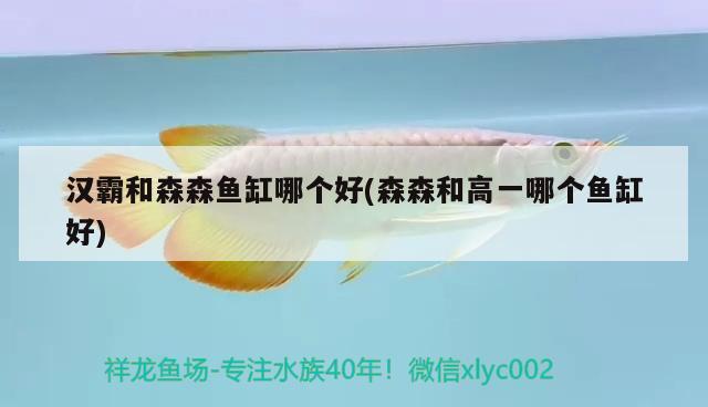 包含銀龍魚混養(yǎng)最佳伴侶魚苗的詞條 銀龍魚 第3張