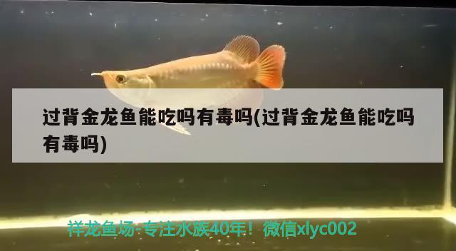 過背金龍魚能吃嗎有毒嗎(過背金龍魚能吃嗎有毒嗎)