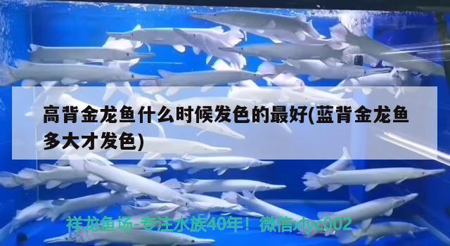 高背金龍魚什么時候發(fā)色的最好(藍(lán)背金龍魚多大才發(fā)色) 高背金龍魚