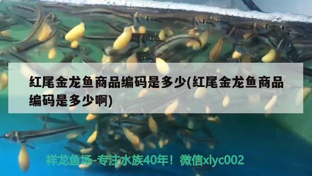 亞馬遜紅尾鯰 巴西亞魚 第1張