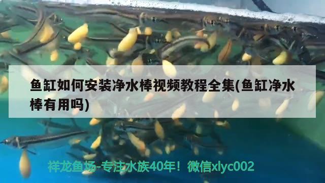 魚缸如何安裝凈水棒視頻教程全集(魚缸凈水棒有用嗎) 巴卡雷龍魚