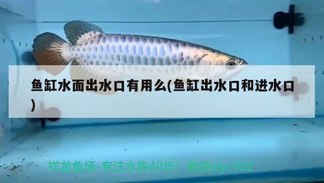 包含銀龍魚混養(yǎng)最佳伴侶魚苗的詞條 銀龍魚 第1張