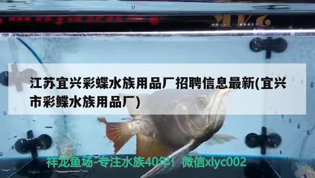 神仙魚魚缸背景圖片大全 神仙魚魚缸背景圖片大全集 女王大帆魚苗 第2張