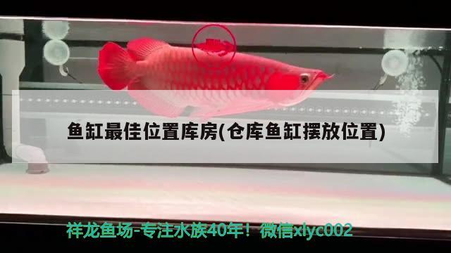 魚缸最佳位置庫(kù)房(倉(cāng)庫(kù)魚缸擺放位置) 暹羅巨鯉