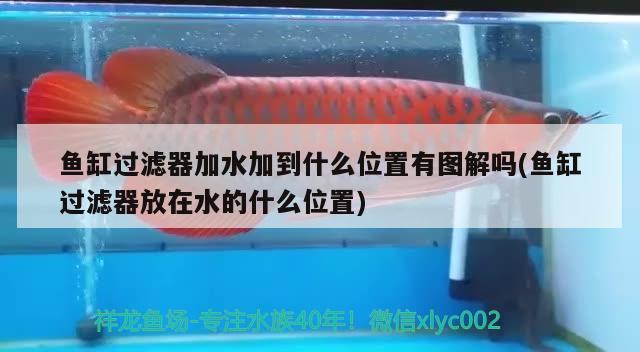 魚缸過濾器加水加到什么位置有圖解嗎(魚缸過濾器放在水的什么位置) 白子銀龍苗（黃化銀龍苗）