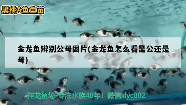 金龍魚(yú)辨別公母圖片(金龍魚(yú)怎么看是公還是母) 黑影道人魚(yú)