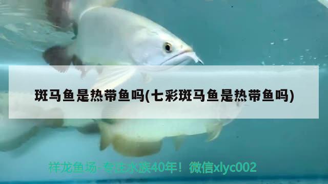 斑馬魚是熱帶魚嗎(七彩斑馬魚是熱帶魚嗎)