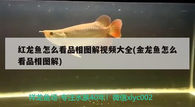 金龍魚品牌策略分析（金龍魚品牌策略分析論文） 羅漢魚 第1張