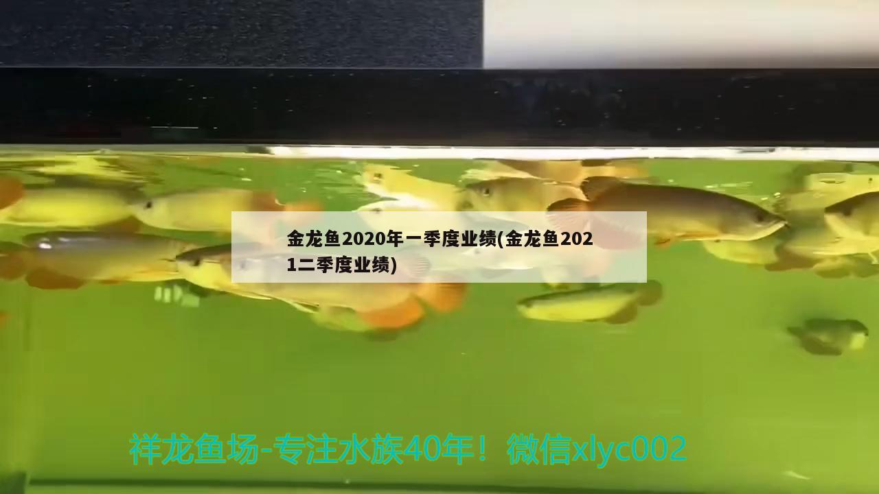 換水魚缸大量棉絮怎么回事?。〒Q水魚缸里白色絮狀物） 球鯊魚 第3張