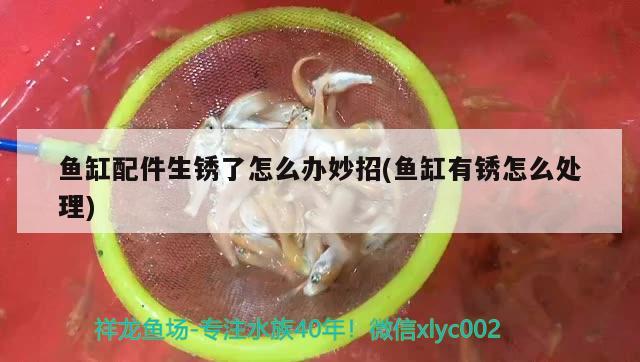 魚缸配件生銹了怎么辦妙招(魚缸有銹怎么處理)