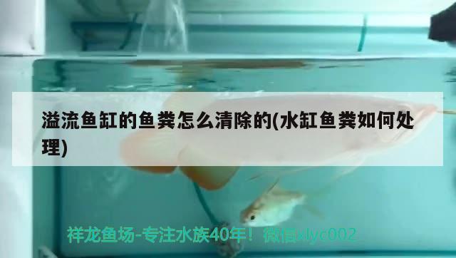 溢流魚缸的魚糞怎么清除的(水缸魚糞如何處理) 雙線側(cè)魚