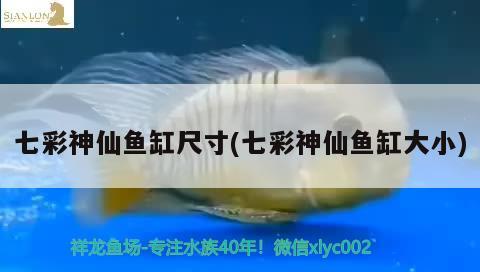 七彩神仙魚缸尺寸(七彩神仙魚缸大小) 七彩神仙魚