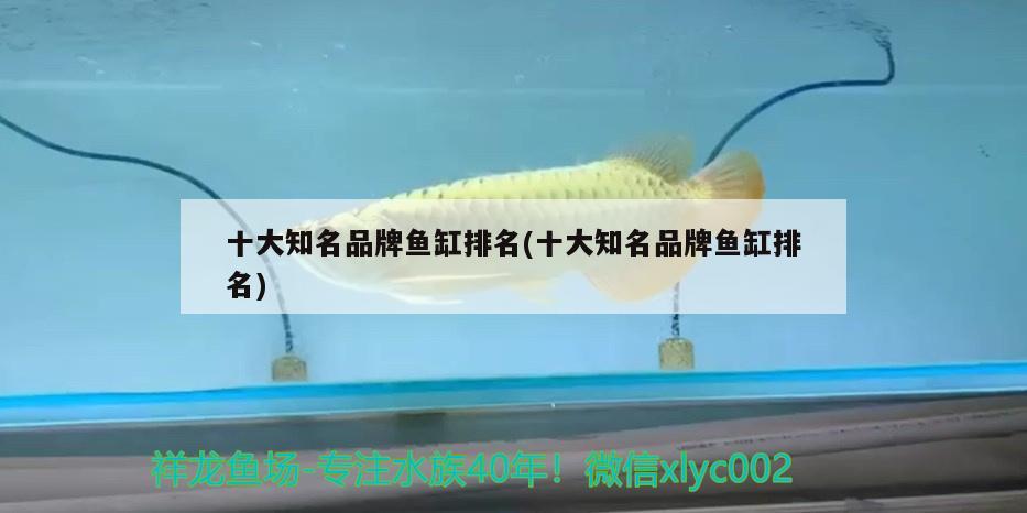 十大知名品牌魚缸排名(十大知名品牌魚缸排名) 紅老虎魚