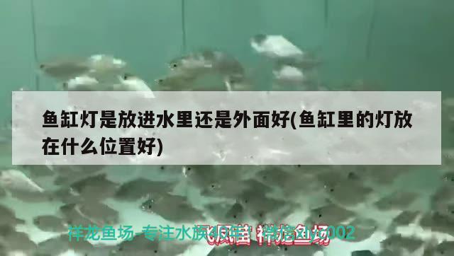 魚缸燈是放進水里還是外面好(魚缸里的燈放在什么位置好) 大白鯊魚苗