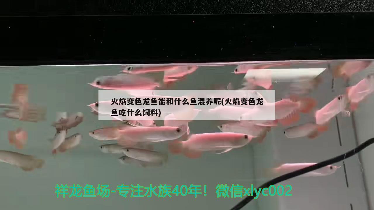 火焰變色龍魚能和什么魚混養(yǎng)呢(火焰變色龍魚吃什么飼料) 祥龍傳奇品牌魚缸