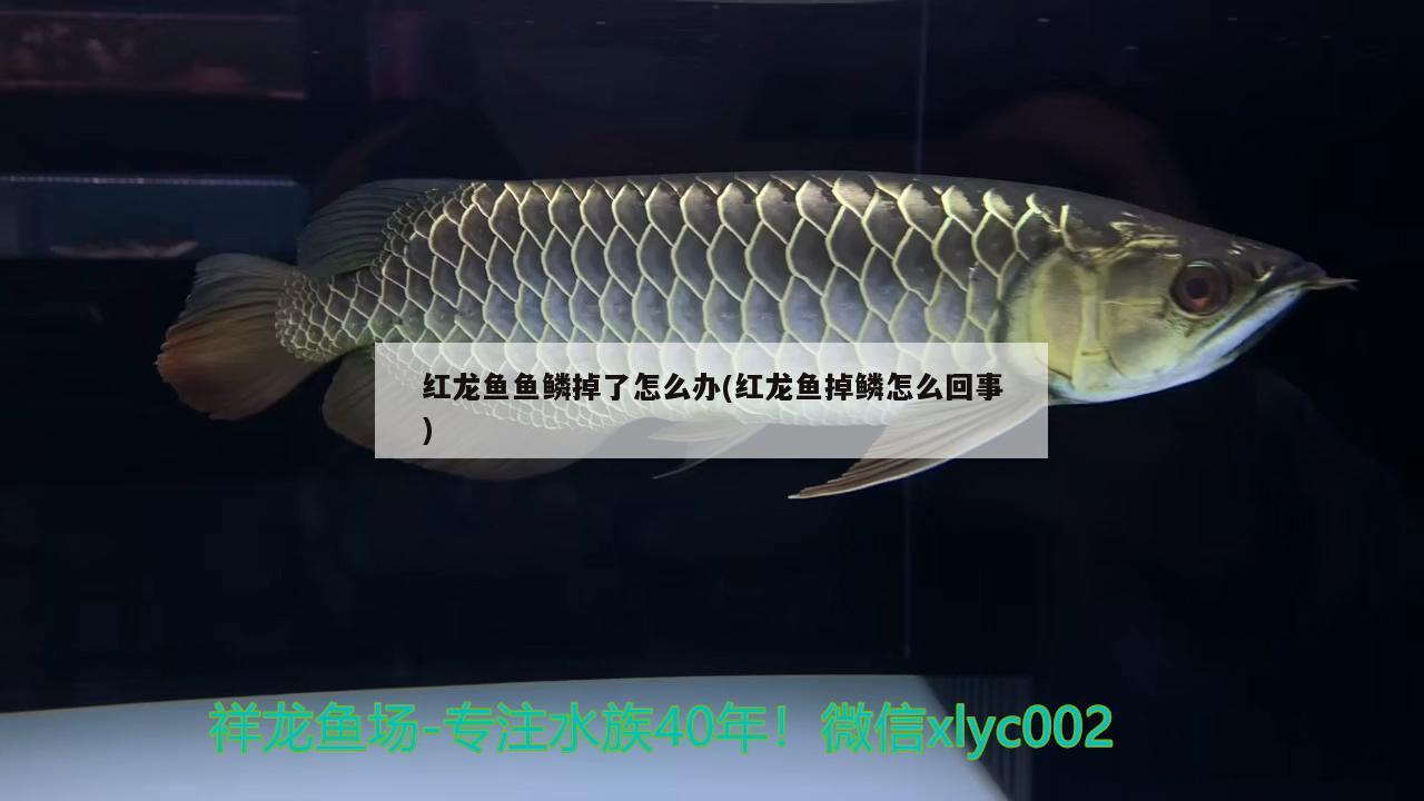 紅龍魚魚鱗掉了怎么辦(紅龍魚掉鱗怎么回事) 斑馬狗頭魚