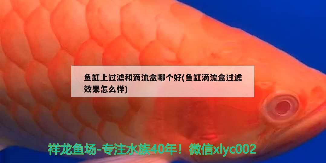 魚缸上過濾和滴流盒哪個好(魚缸滴流盒過濾效果怎么樣) 月光鴨嘴魚