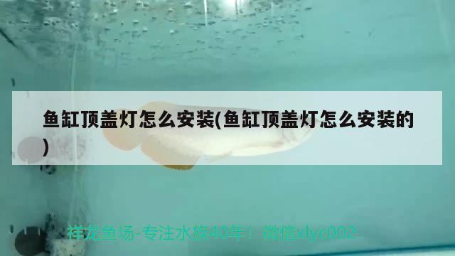 魚缸過濾器怎么安裝視頻教程，海鮮魚缸安裝視頻教程魚缸安裝視頻教程魚缸安裝視頻教程 廣州祥龍國際水族貿(mào)易 第2張