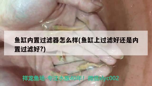 魚(yú)缸內(nèi)置過(guò)濾器怎么樣(魚(yú)缸上過(guò)濾好還是內(nèi)置過(guò)濾好?)