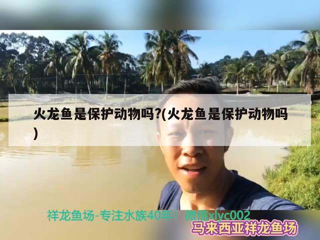 火龍魚是保護動物嗎?(火龍魚是保護動物嗎)