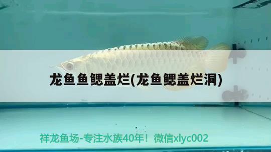 龍魚(yú)魚(yú)鰓蓋爛(龍魚(yú)鰓蓋爛洞)