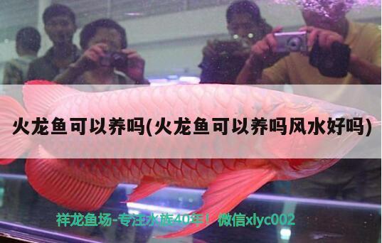 火龍魚可以養(yǎng)嗎(火龍魚可以養(yǎng)嗎風水好嗎) 魚缸風水