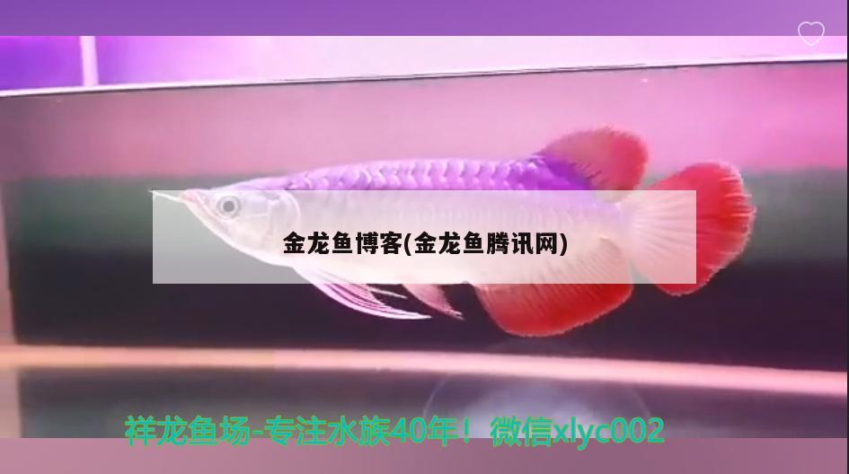 金龍魚博客(金龍魚騰訊網(wǎng)) 龍魚批發(fā)