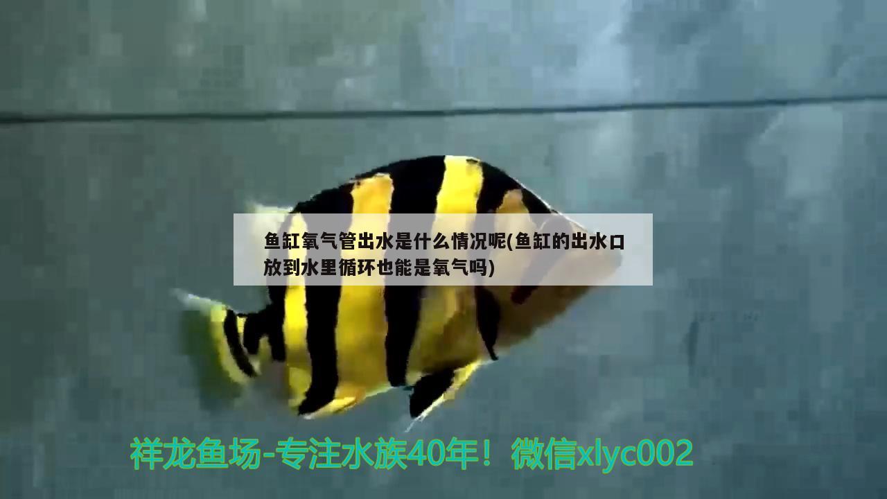 魚缸氧氣管出水是什么情況呢(魚缸的出水口放到水里循環(huán)也能是氧氣嗎)