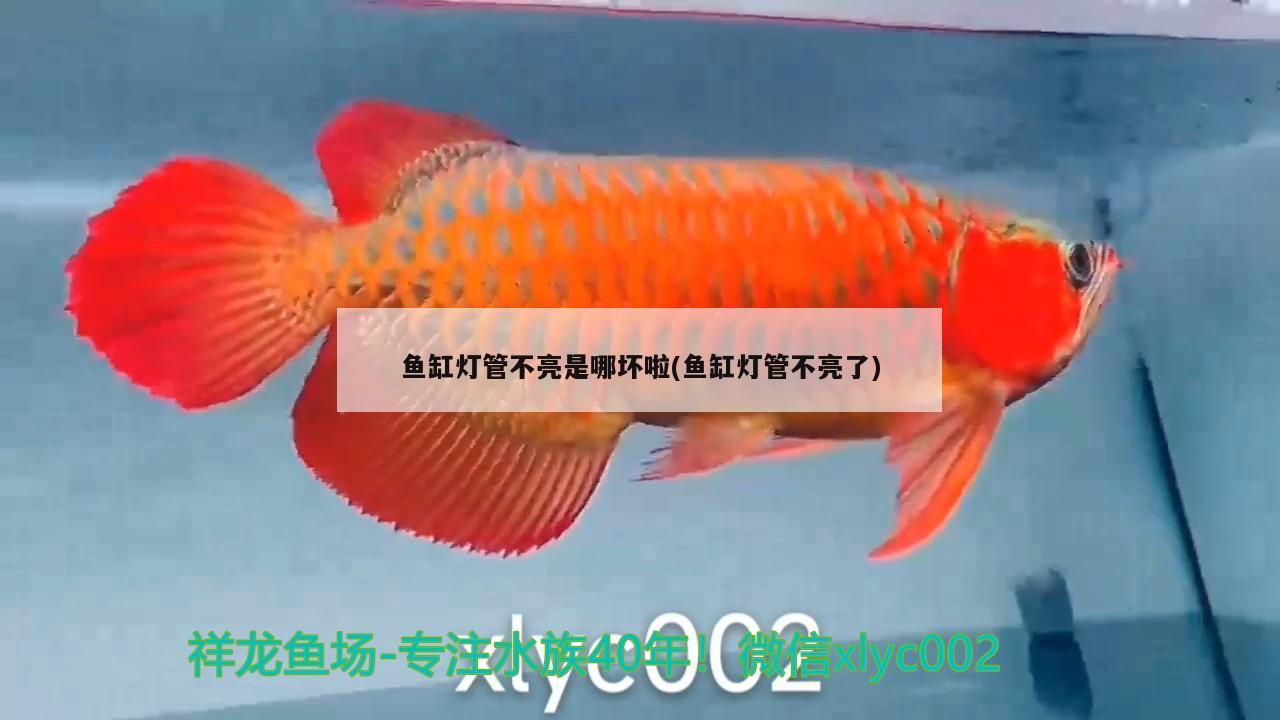 魚缸燈管不亮是哪壞啦(魚缸燈管不亮了)