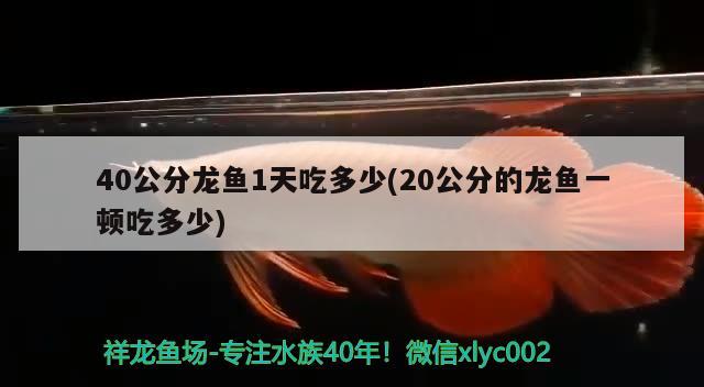 40公分龍魚1天吃多少(20公分的龍魚一頓吃多少) 三間鼠魚