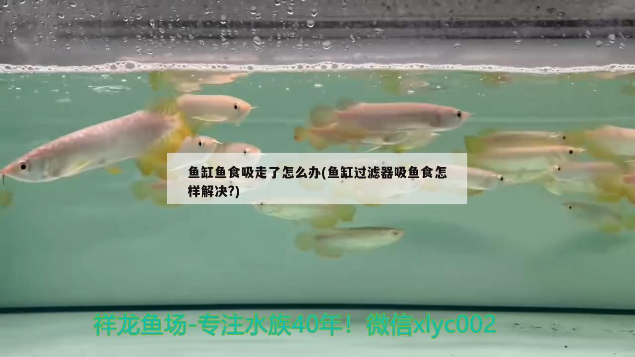 魚缸魚食吸走了怎么辦(魚缸過濾器吸魚食怎樣解決?)