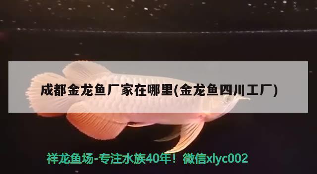 成都金龍魚廠家在哪里(金龍魚四川工廠) 二氧化碳設(shè)備