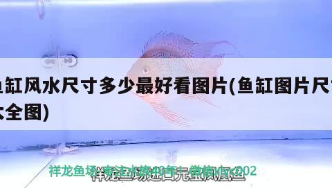 金龍魚和雷龍魚可以混養(yǎng)嗎圖片對比（銀龍魚和雷龍魚能混養(yǎng)嗎） 銀龍魚 第2張