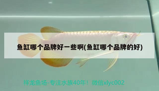 魚缸哪個品牌好一些啊(魚缸哪個品牌的好) 南美異形觀賞魚