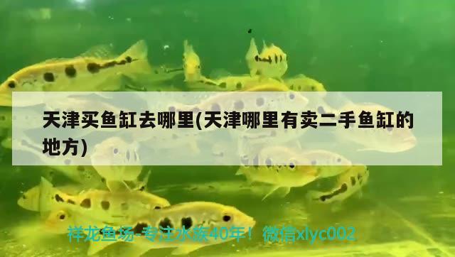 天津買魚缸去哪里(天津哪里有賣二手魚缸的地方) 白子關刀魚苗