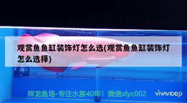 觀賞魚魚缸裝飾燈怎么選(觀賞魚魚缸裝飾燈怎么選擇) 赤焰中國虎魚