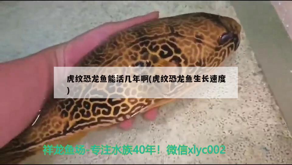 虎紋恐龍魚能活幾年啊(虎紋恐龍魚生長速度) 熱帶魚魚苗批發(fā)