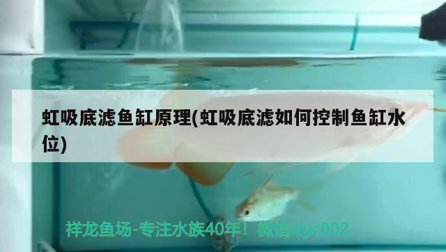 魚缸的出水口怎樣合理化解呢（ 魚缸出水口風水） 七紋巨鯉魚