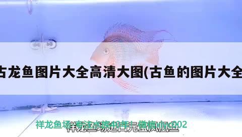 古龍魚圖片大全高清大圖(古魚的圖片大全) 泰龐海蓮魚